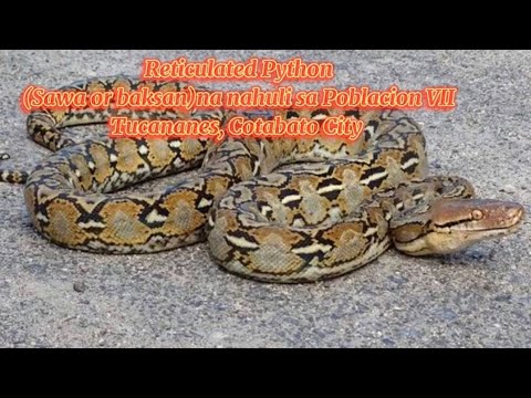 Python (Sawa) Pumasok sa bahay nang kapit bahay namin midnight habang natutulog sila