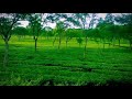 Hum chale baharon mein song status video || traveling status || tea garden view ||