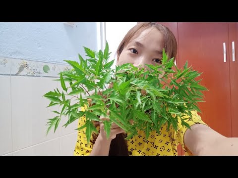 Tắc tia sữa (lá đinh lăng). Mưng mủ (mụn đầu trắng) đau trên đầu ti