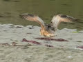 Call of the long billed curlew