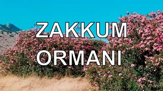 Antalya Döşemealtı Zakkum Ormanı - Dr. Murat