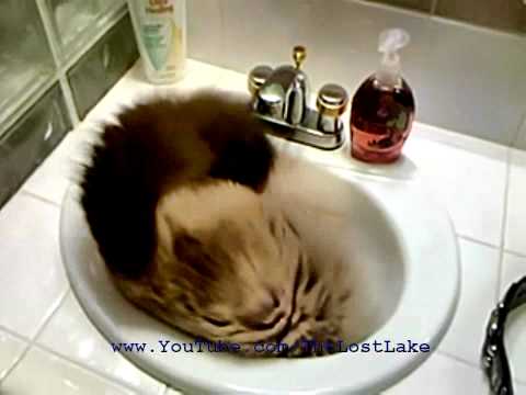Funny Cat Videos - You will