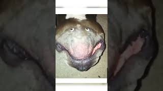 An Ugly Dog