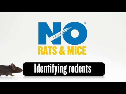Video - How to Identify Rats and Mice