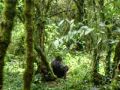 Silverback gorilla attack in Uganda