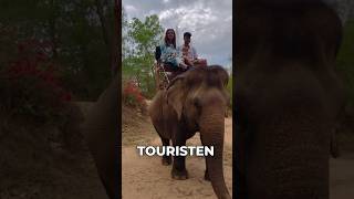 Bitte Macht Nicht Den Selben Fehler Wie Ich 😔🐘 #Travelguide #Thailandtravel #Elephant