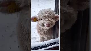 Lamb Babys Happy Smile Will Melt Your Heart Smile Dkho