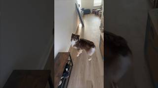 They Surprised Their Dog With His First Backyard