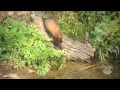 Polecat (Wild Ferret) vs Snake | Express Documentary