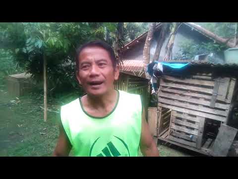 Penyelamatan Londok - Bunglon