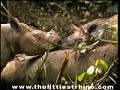 "Save the Sumatran Rhinoceros! These Rhinos Need Help!"