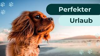 Urlaub Mit Hund Am Meer - Die Schönsten Strände An Nord- Und Ostsee