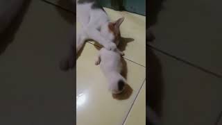 Tante Dan Keponakan Meong