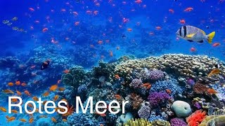 Rotes Meer Hd Dokumentarfilm