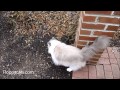 Ragdoll Cats Charlie and Trigg Coat Comparison - ねこ - ラグドール - Floppycats