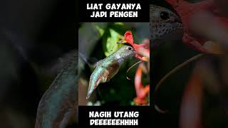 Liat Anya Jadi Pengen...