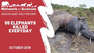 55 wild elephants are dying every day in Africa!