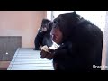 Chimps enjoying their meals at Save the Chimps