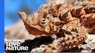 Thorny Devil Lizard Australias Tiny Dragon