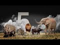 rhinos