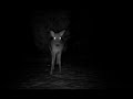South Jersey Coywolf Movie South Jersey Coywolf Movie
