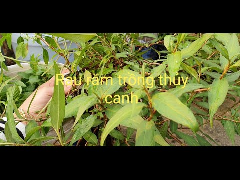 Thu hoạch rau răm và rau quế trồng thủy canh bằng phân hữu cơ