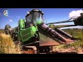 Manioc transformé en farine ou en cassave - Vidéo 52