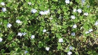 *** Funny spring *** Красивые картинки с музыкой ***