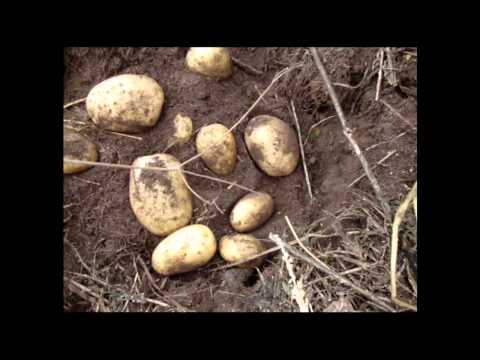 Картофель: секреты хорошего урожая. Советы огородников, видео Как вырастить большой урожай картофеля? Ответы на Ваши