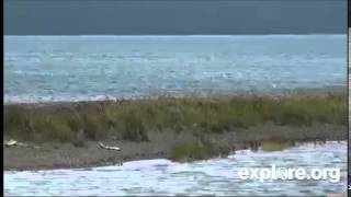 Katmai Park Lower River Cam Sow And 3 Spring Cubs 71914