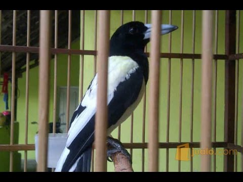 VIDEO : suara ocehan burung jagal papua gacor durasi panjang - suaraocehansuaraocehanburungjagalsuaraocehansuaraocehanburungjagalpapuagacor durasi panjang. ...