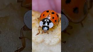 Regardez Une Coccinelle Manger Une Pomme