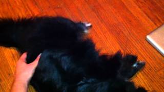 Lily The Dogs Tickle Spot