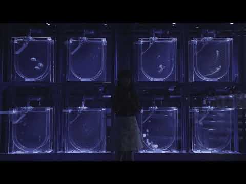 【やなぎなぎ】「未明の君と薄明の魔法」スポット（30 秒） - YouTube (10月15日 04:00 / 16 users)