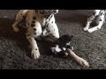 Adorable foster kitten plays with two Dalmatians