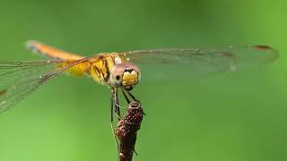 Stink Bug & Dragonfly.