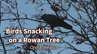 Birds Snacking On A Rowan Tree. Orsha, Belarus