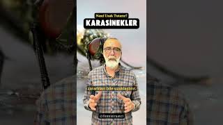 Karasineklerden Doğal Yollarla Kurtulmak Mümkün Mü?