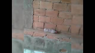 1 Video Do C-Os Retardados Da Garrafa