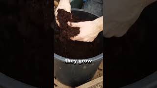Maximizing Your Early Crops How Many Seed Potatoes Should You Use In A Container