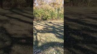 Dog Runs In Forest