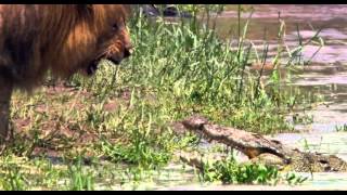 Lion Vs Crocodile Roar
