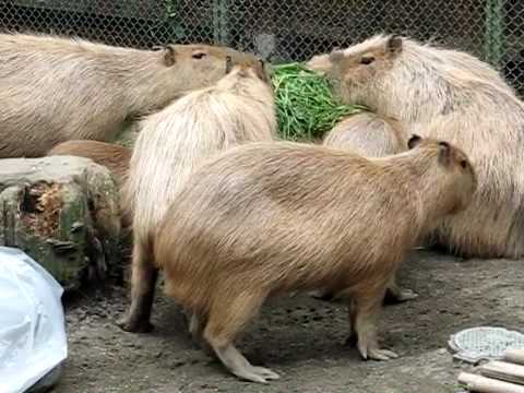 Poor， Little Capybara
