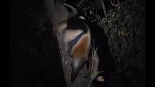 Weird Animal - The Northern Tamandua