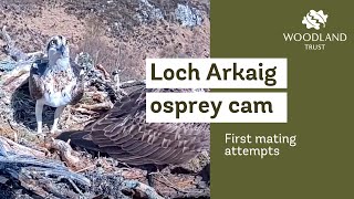 First Mating Attempts At The Nest - Loch Arkaig Osprey Cam 2021