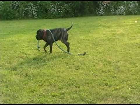 Brindle English Mastiff. +english+mastiff+brindle