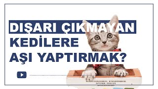Kedi̇m Dişari Çikmiyor Aşi Yaptirmali Miyim?