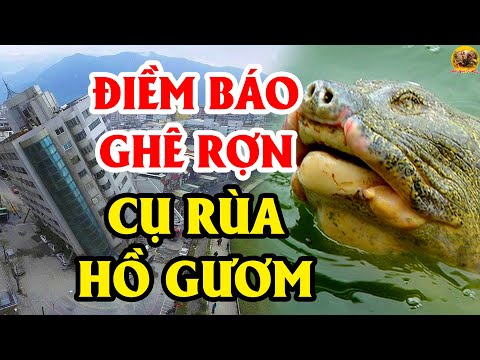 RỢN TÓC GÁY Với Điềm Báo Tiên Tri Của Cụ Rùa Mỗi Lần Nổi Lên Trên Tháp Rùa Hà Nội