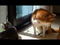 おひさまを堪能する柴犬と猫　Basking in the sun of  Shiba Inu and Cat