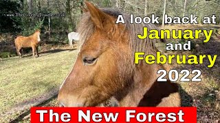 The New Forest Video Diary - a look back at January and February 2022 #thenewforest